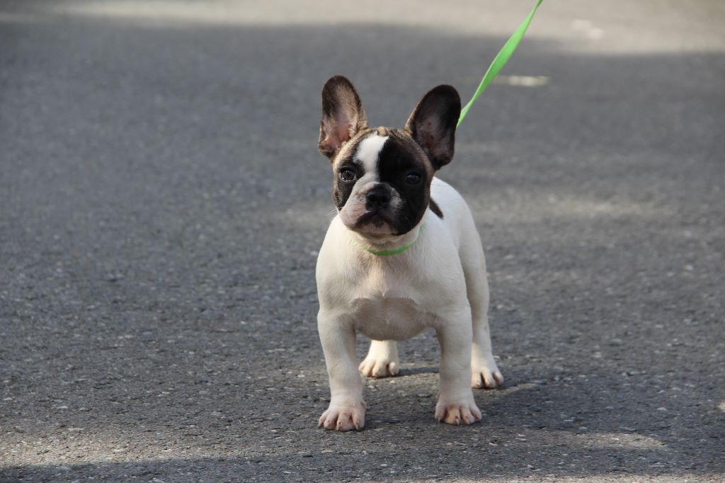 Du Peyré De Saint Denis - Chiots disponibles - Bouledogue français